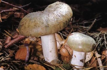   - Russula aerguinea 